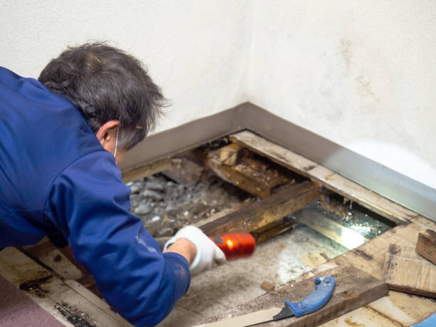 Best Industrial Mold Remediation in Golden Glades, FL