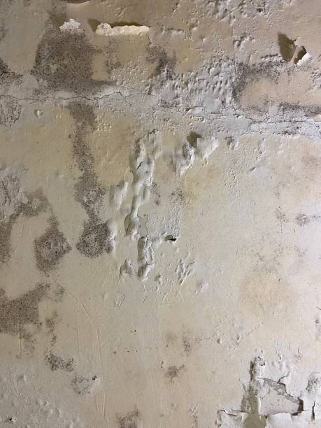 Best Residential Mold Remediation in Golden Glades, FL