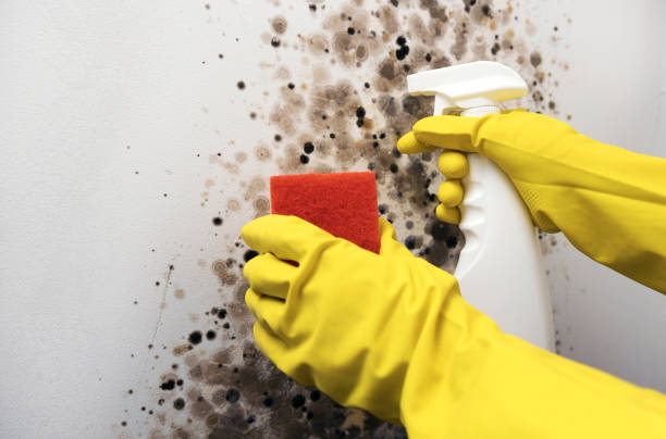 Best Residential Mold Remediation in Golden Glades, FL
